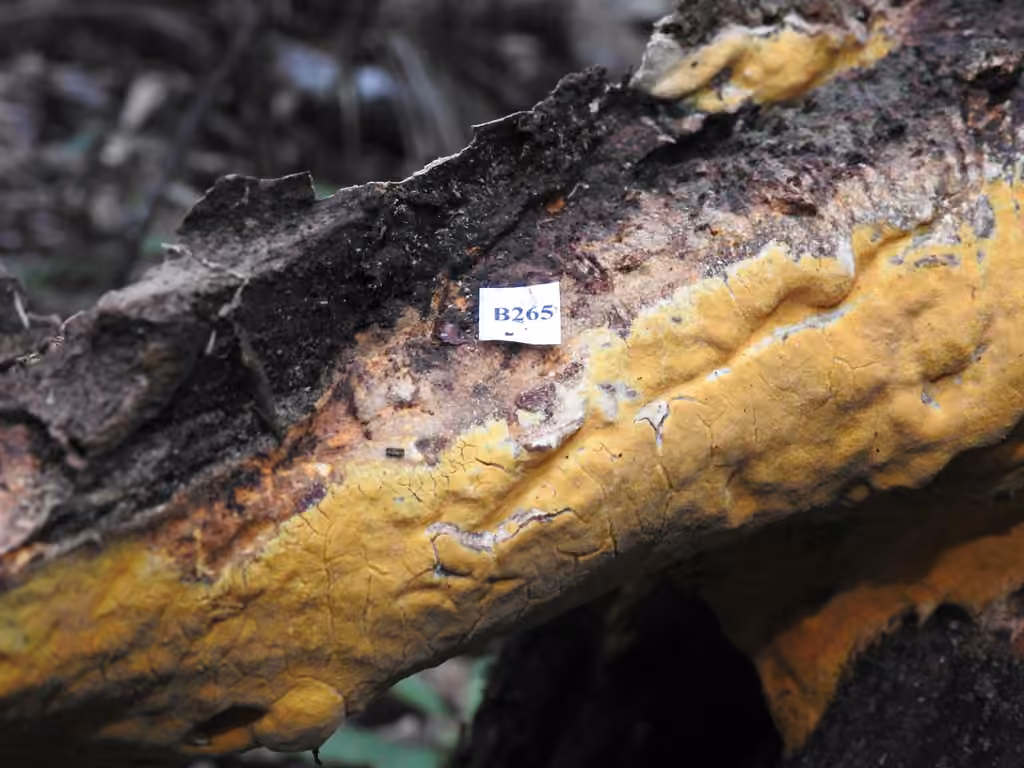 Wood decay, photo 3 sur 5