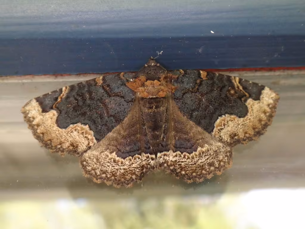 Horrid Zale Moth, photo 2 sur 5