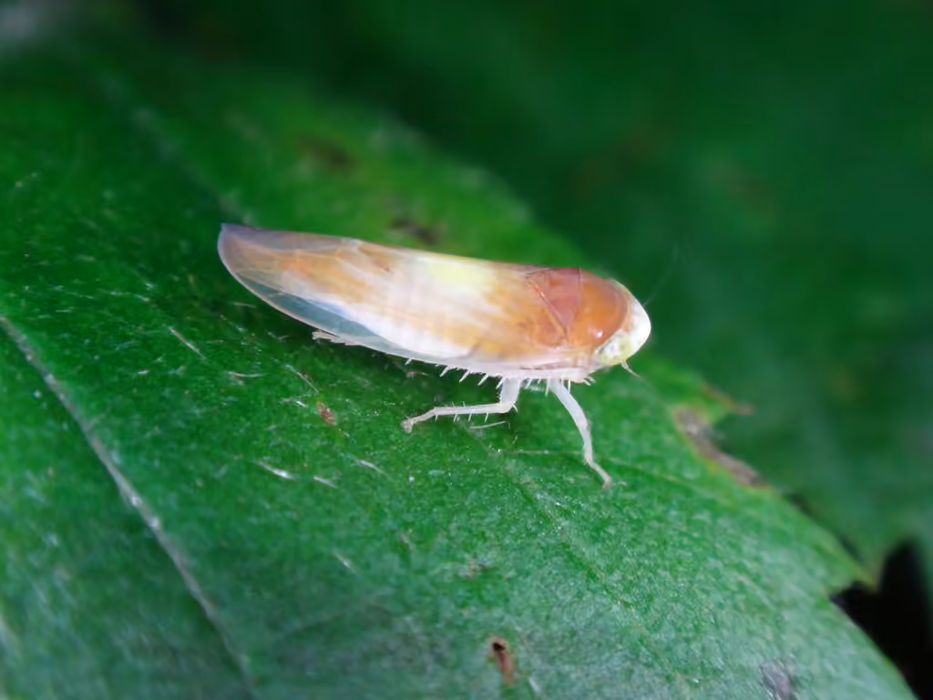 Colladonus setaceus, Adulte