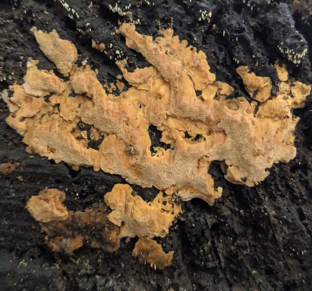 Meripilus crocatus, photo 2 of 5