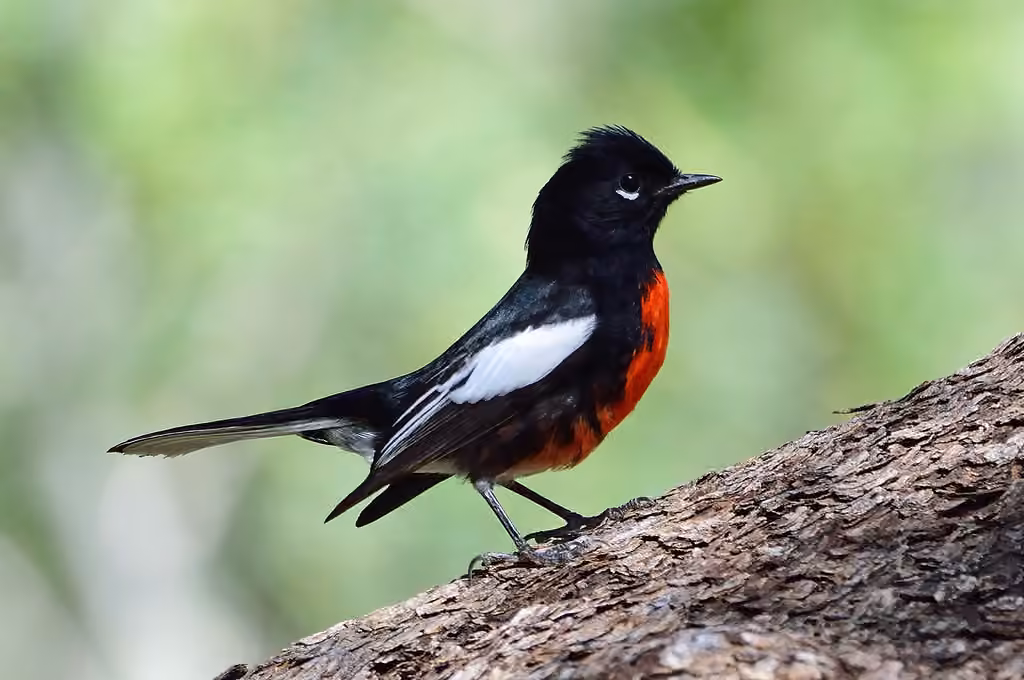 Painted Whitestart, Adult