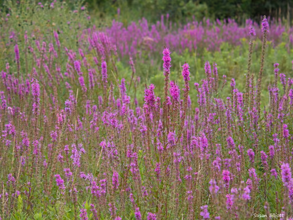 Salicaire commune, En fleurs
