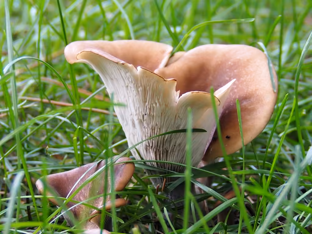 Pleurote petaloïde, photo 3 sur 5