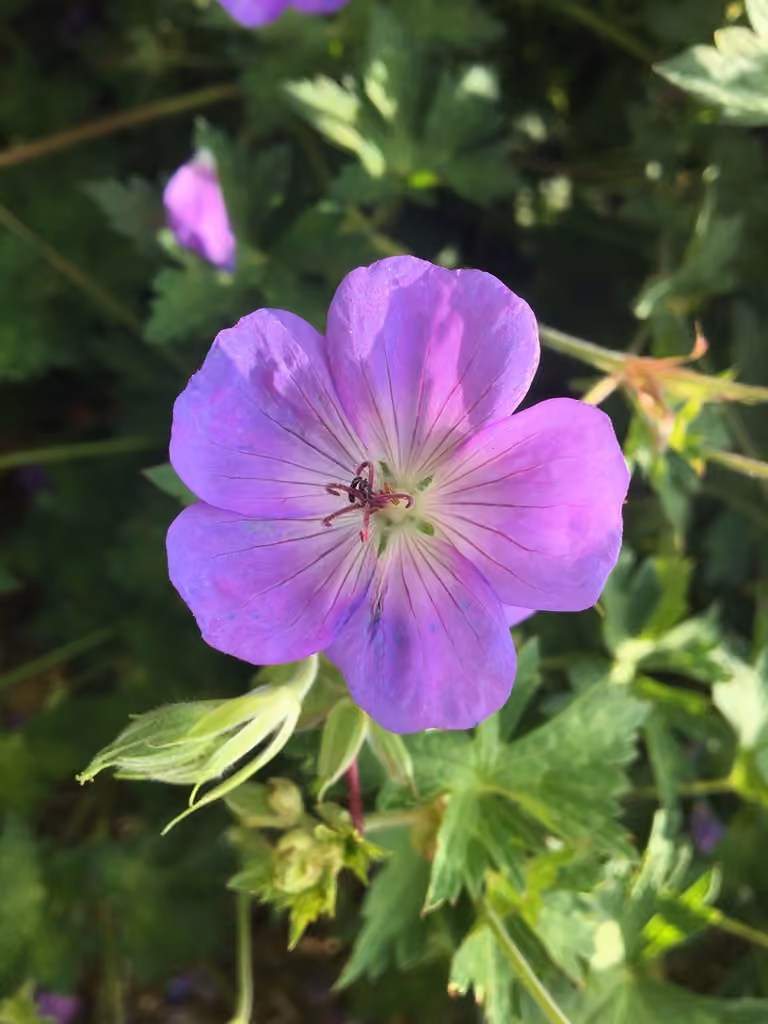 Buxton's Blue, In flower