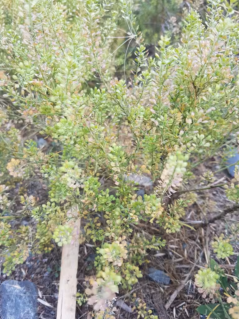 Manybranched pepperweed, photo 1 of 5