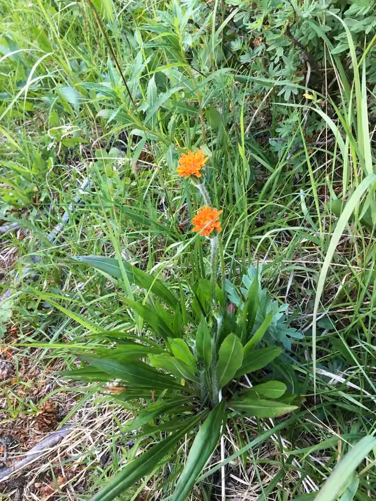 Orange agoseris, In flower
