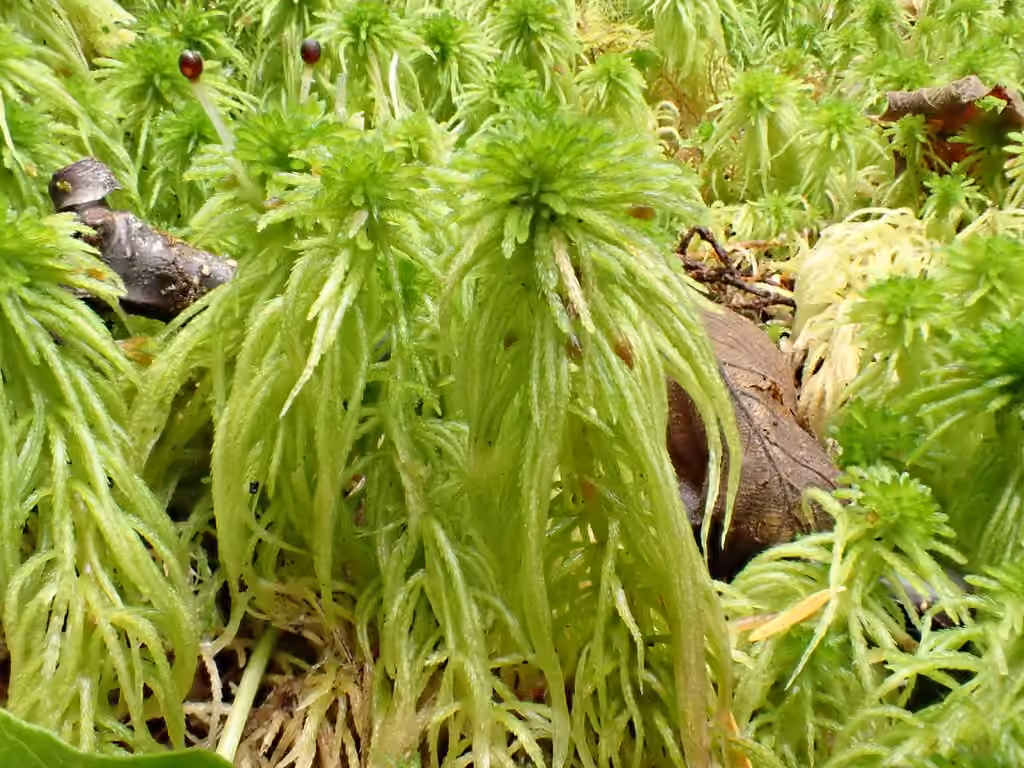 Variegated peat moss, photo 2 of 5