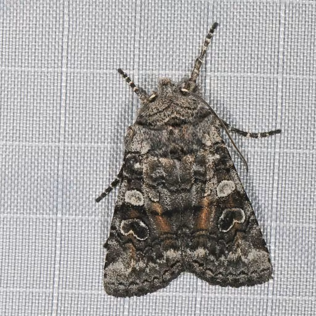 False Pinion Moth, photo 2 sur 5