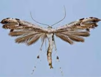 Joe-Pye Weed Plume Moth, photo 3 sur 5