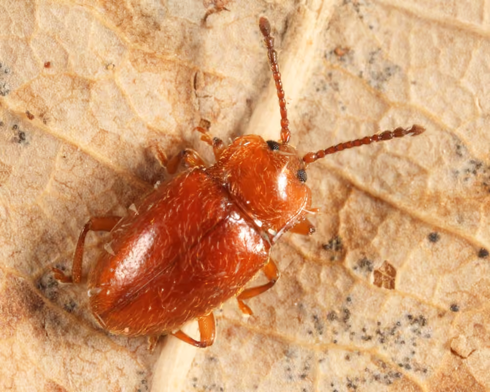 Endomyche orange, photo 3 sur 5