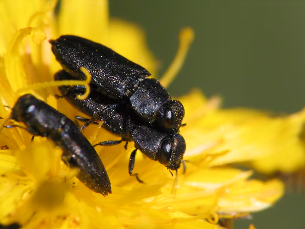 Dandelion Anthaxia Beetle, photo 1 of 5