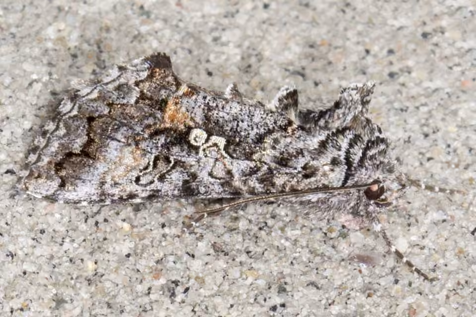 Dusky Silver Υ Moth