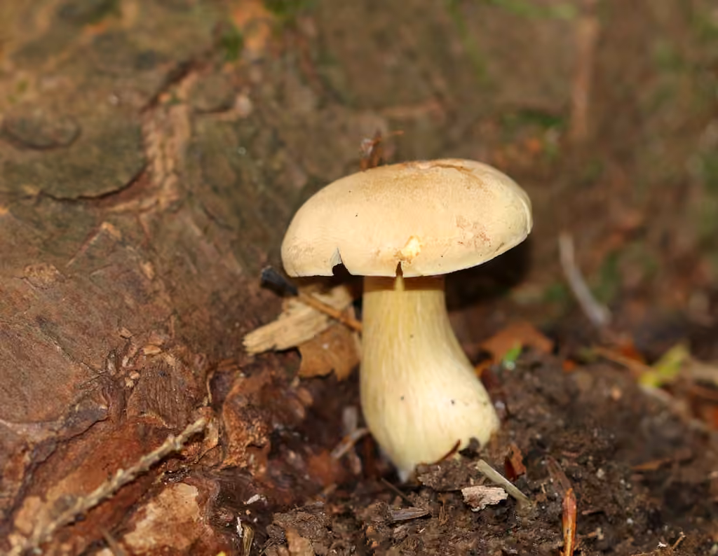 Tricholome nauséabond, photo 3 sur 5
