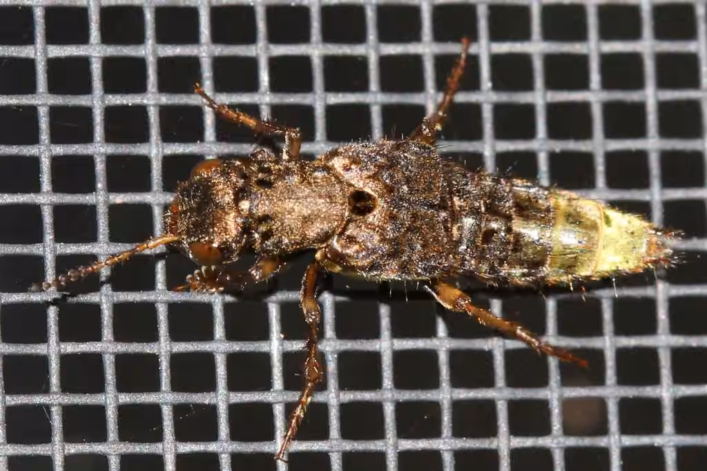 gold-and-brown rove beetle, photo 3 of 5