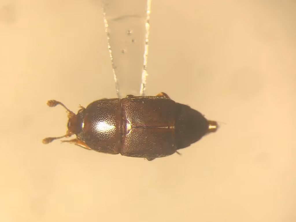 Nitidule marginée, photo 2 sur 5