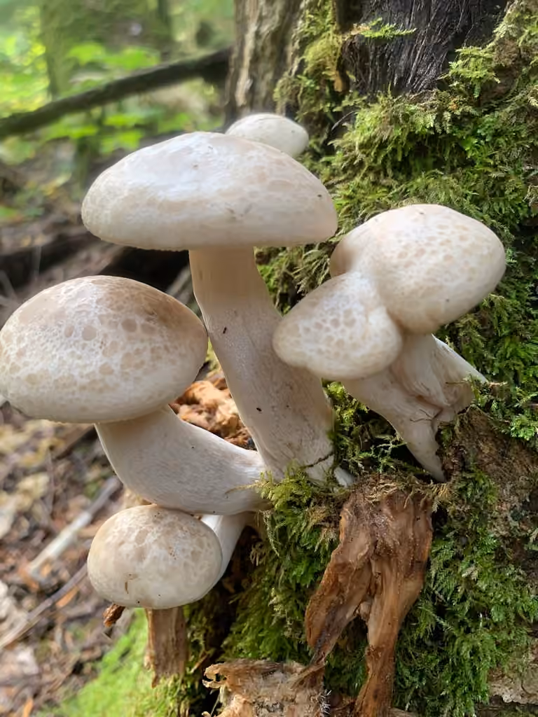 Pleurote tesselé