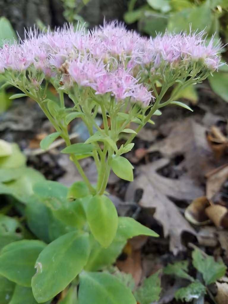 Orpin d'automne, En fleurs