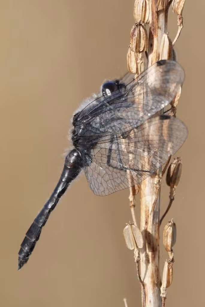 Black Meadowhawk, Male