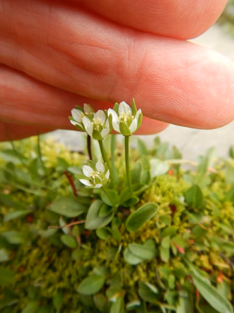 Parnassie de Kotzebue, En fleurs