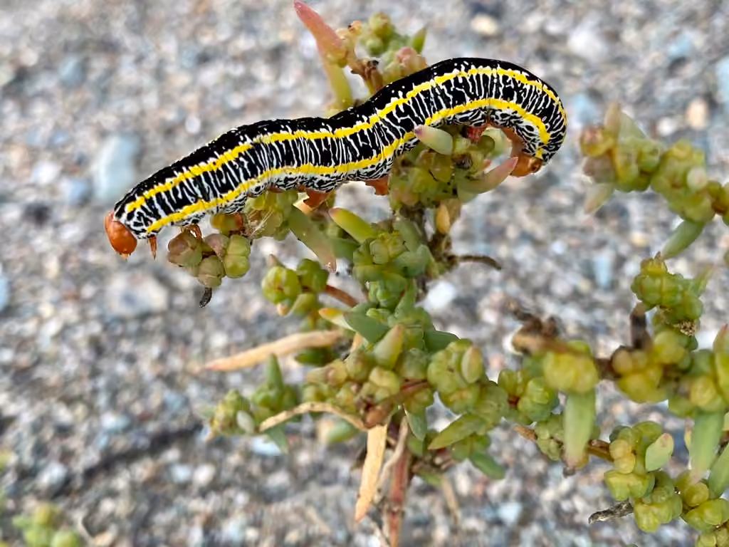 Chenille zebrée, Chenille