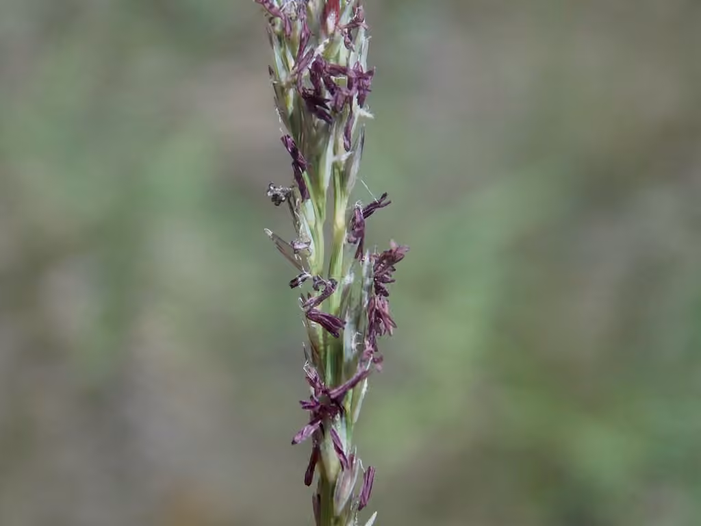 Rough dropseed, photo 3 of 5
