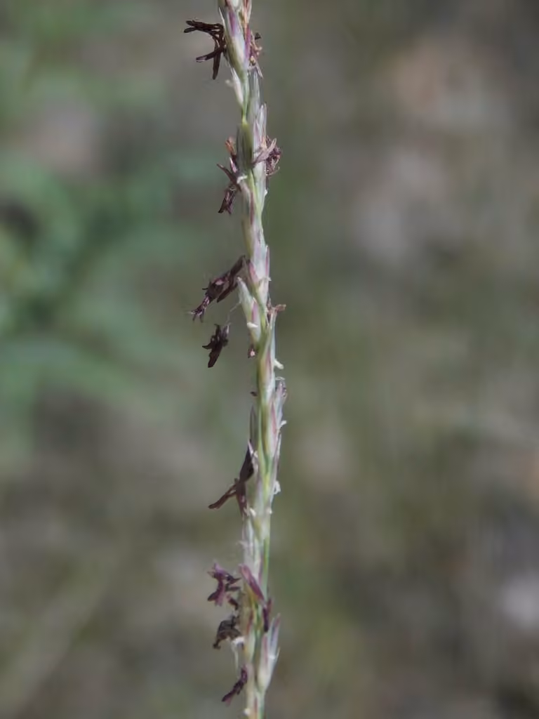 Rough dropseed, photo 1 of 5