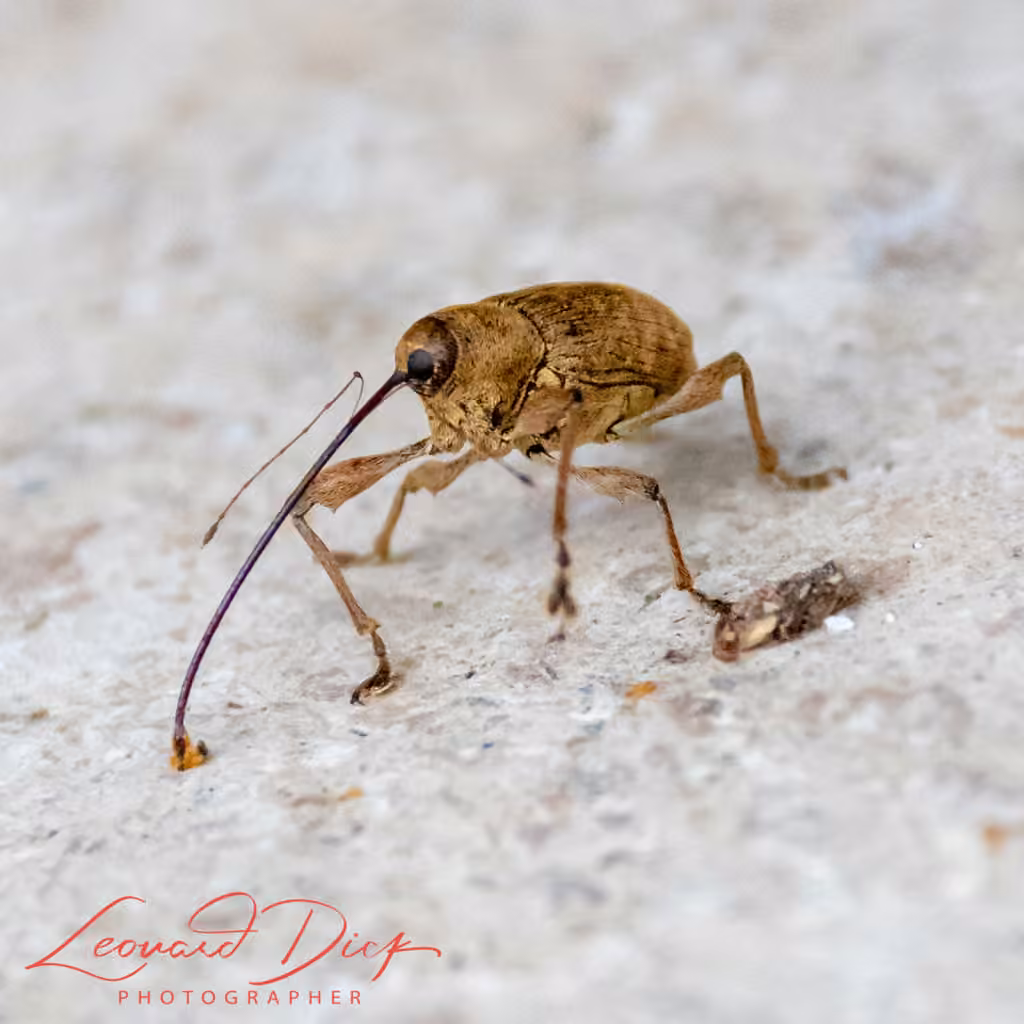 Large chestnut weevil, photo 2 of 5