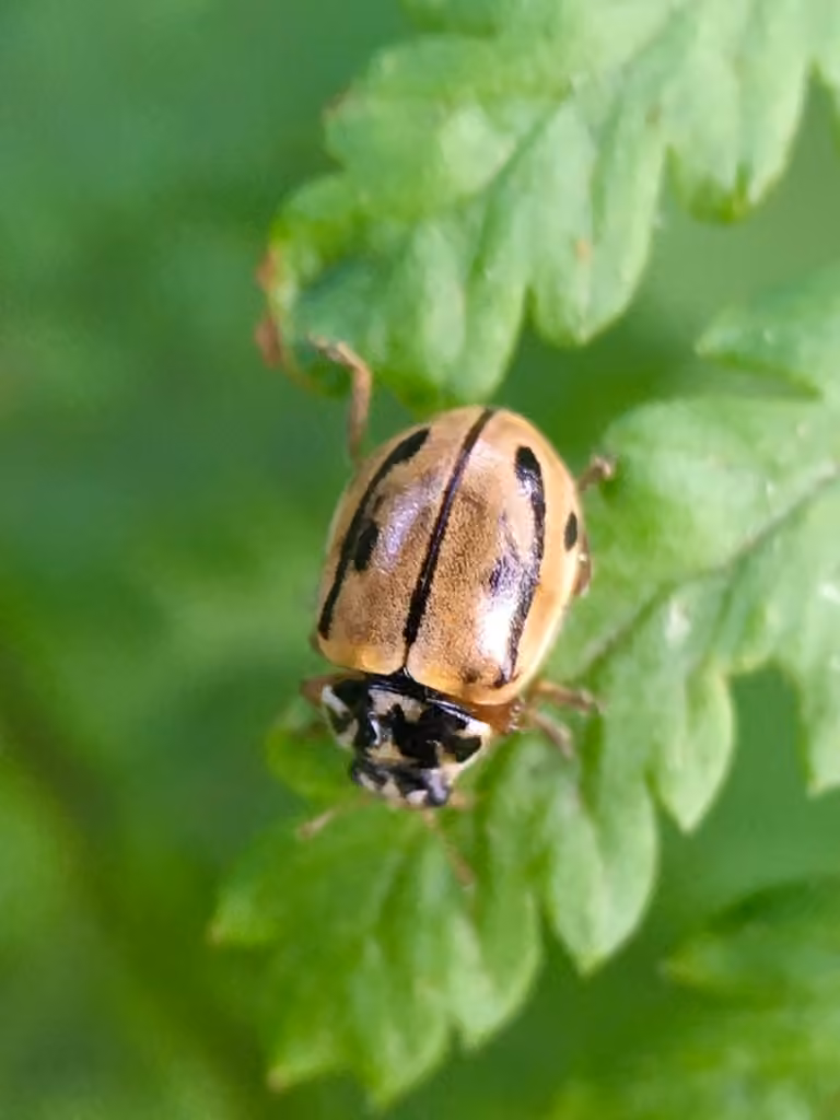 Coccinelle hudsonienne, photo 3 sur 5