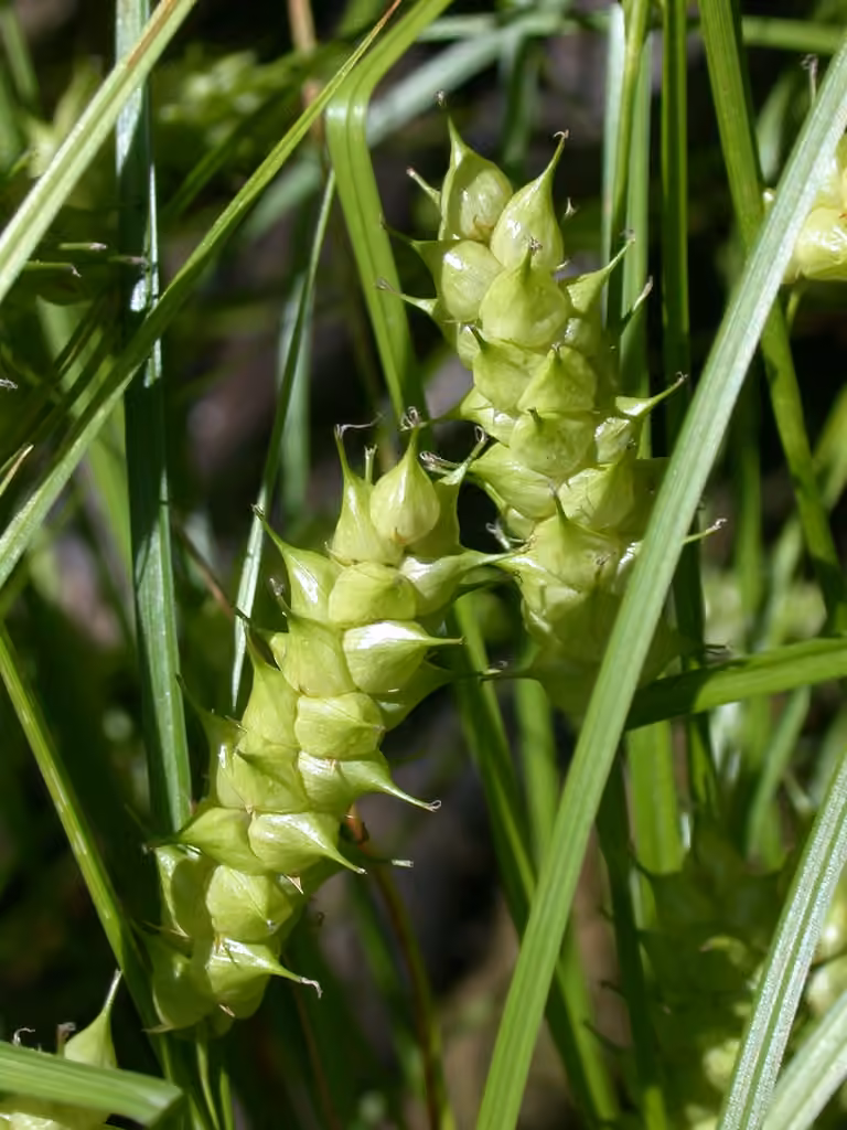 Carex de Tuckerman, photo 1 sur 5