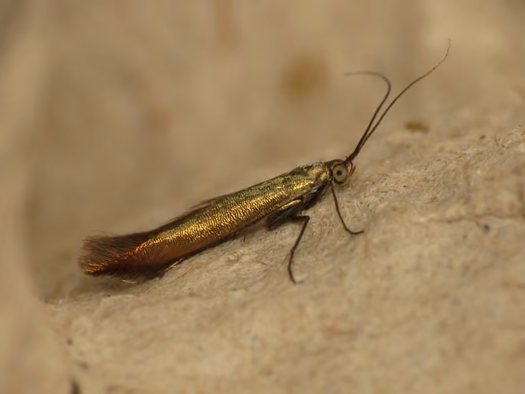 Large Clover Casebearer Moth