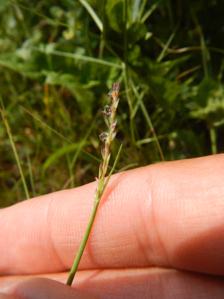 Annual dropseed, photo 1 of 5