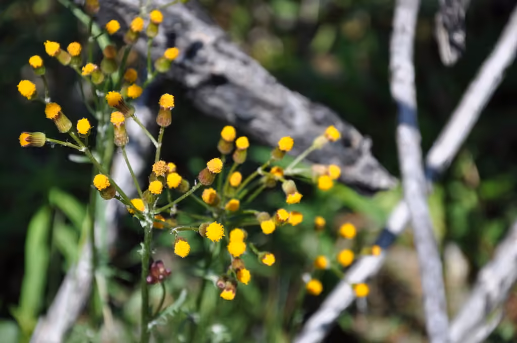 Elegant groundsel