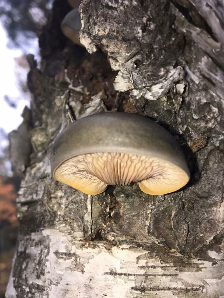 Pleurote tardif, photo 2 sur 5