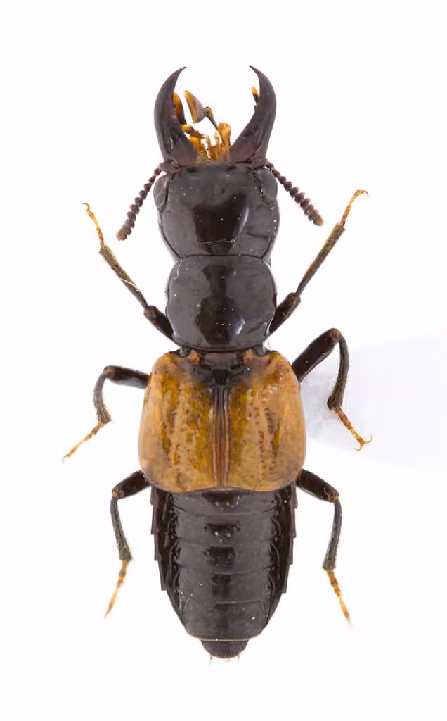 Red-winged Cross-toothed Rove Beetle, photo 3 of 5