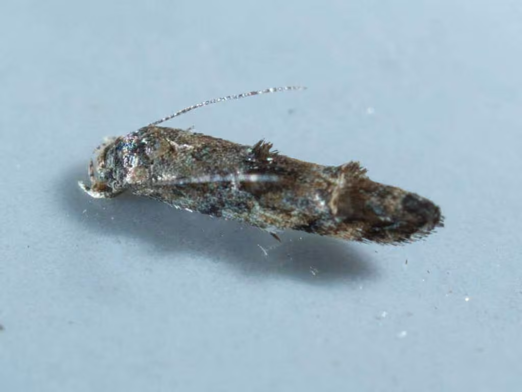 Buttonbush Leafminer Moth, Adult