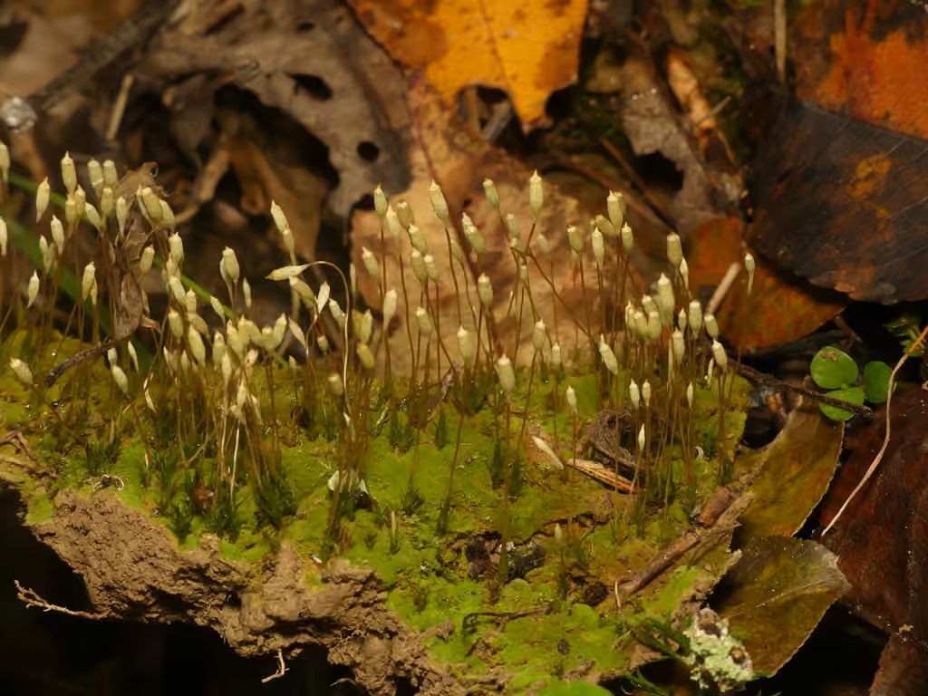 Polytric tomenteux, photo 1 sur 5