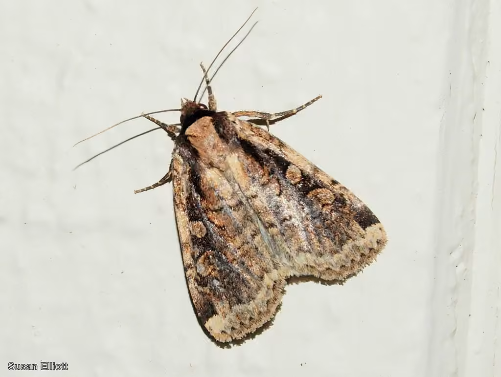 Sigmoid Dart, Adulte