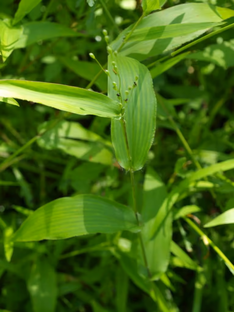 Broad-leaved panicgrass, photo 1 of 5
