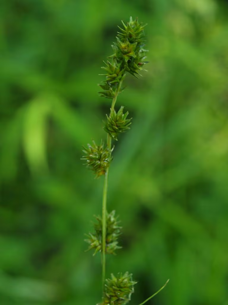 Carex faux-rubanier, photo 1 sur 5