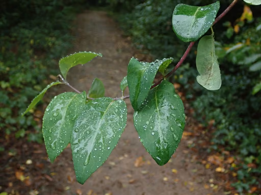 European honeysuckle, photo 1 of 5