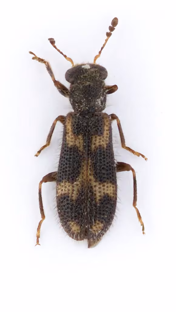 Displaced checkered beetle, Adult