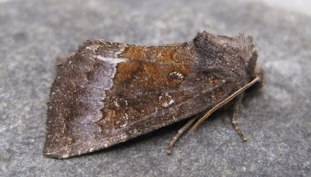 Coneflower Borer Moth, Adult
