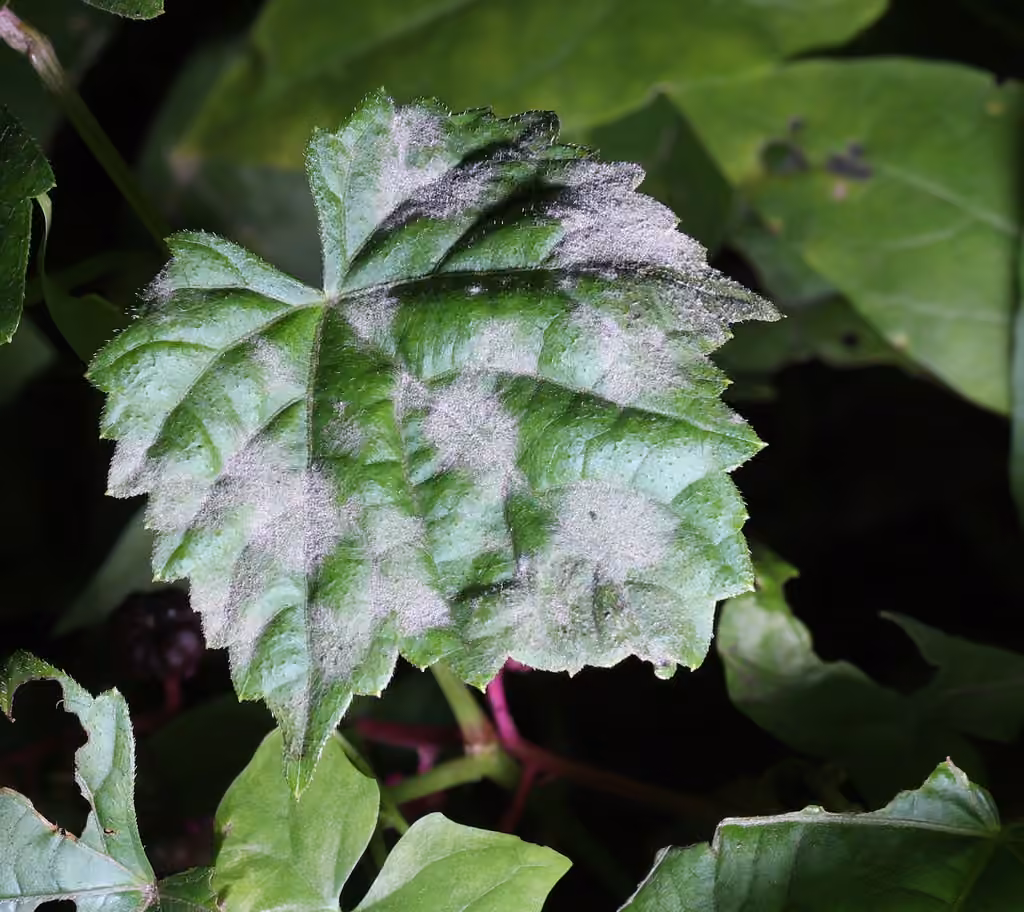 Grape Powdery Mildew, photo 2 of 5