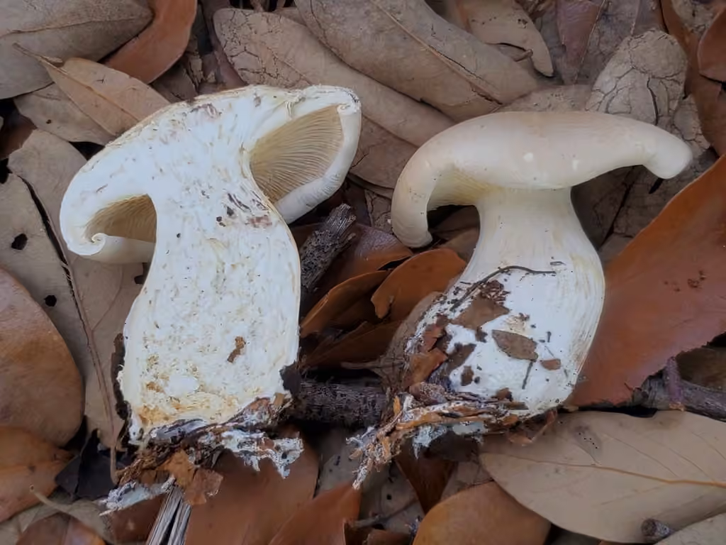 Leucopaxille couleur de brique