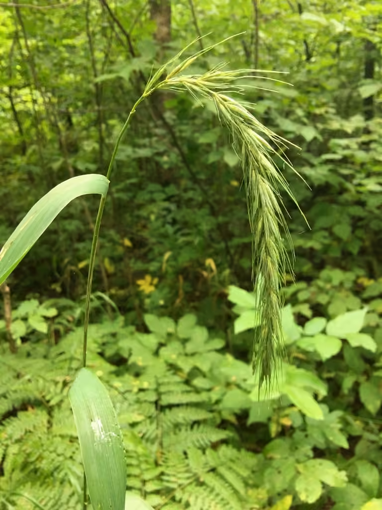 Northern riverbank wildrye, In fruit