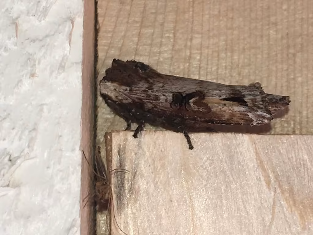 Acadian Swordgrass Moth