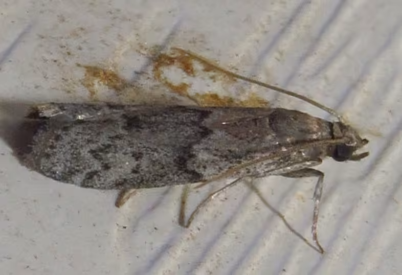 Dried Fruit Moth, Adulte