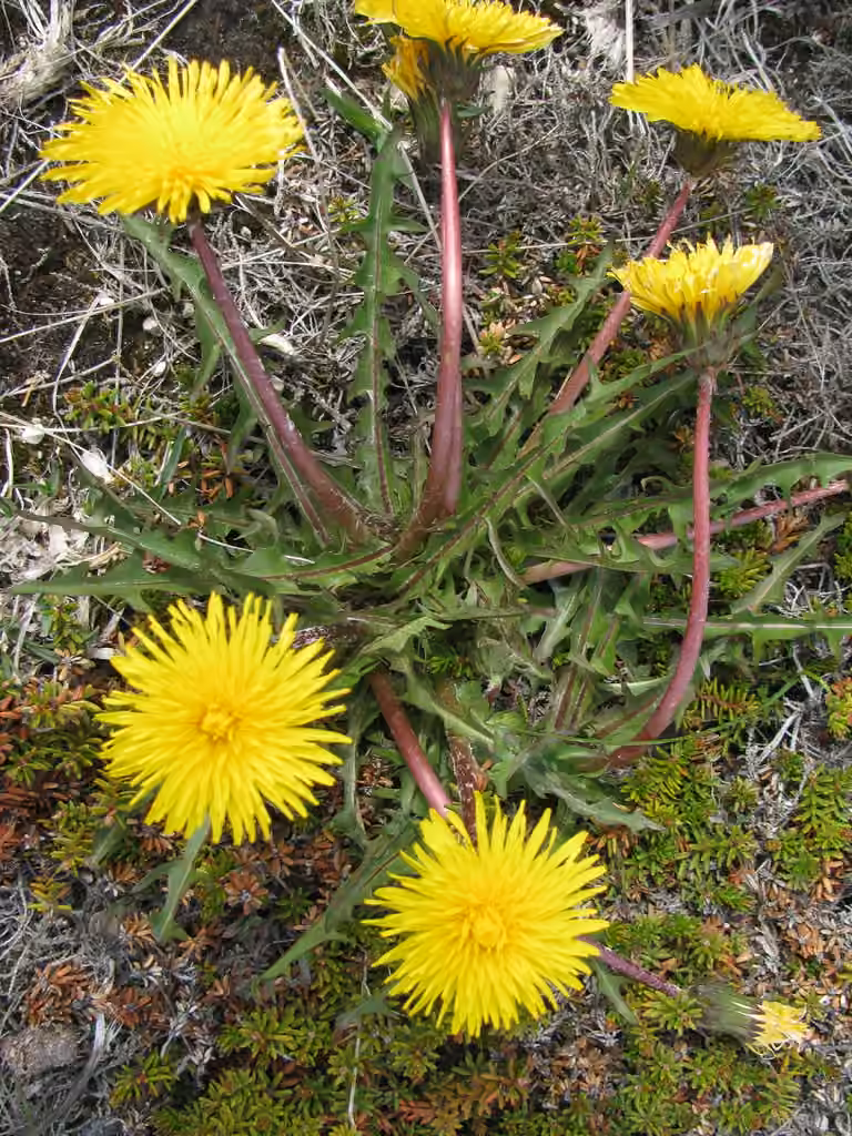 Pissenlit tuberculé, En fleurs