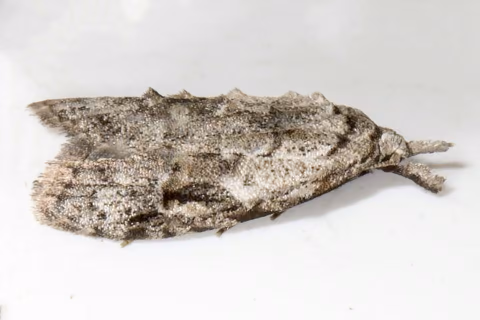 Currant Fruitworm Moth