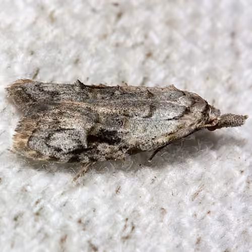 Currant Fruitworm Moth, Adulte